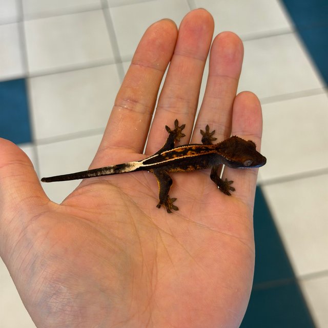 100%헷아잔틱 엠티백