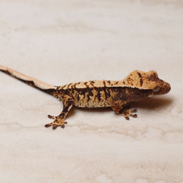 트라이