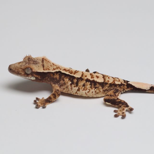 트라이
