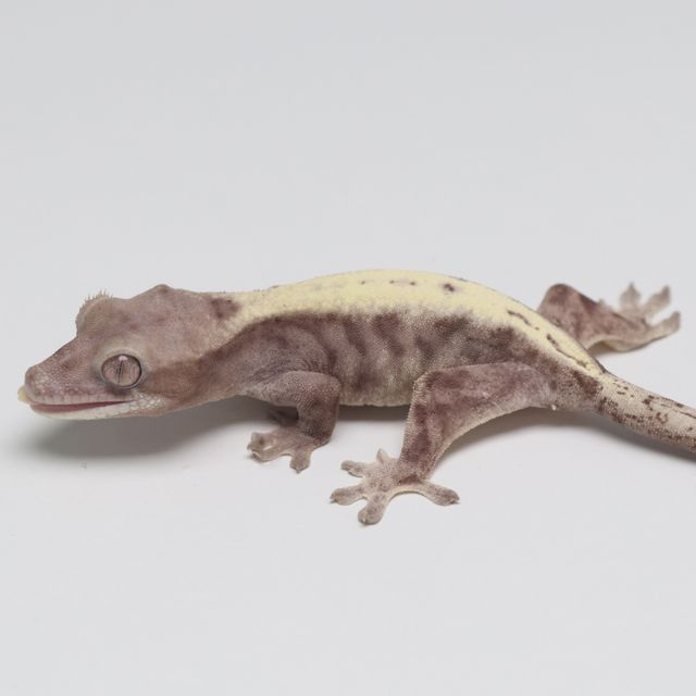 루왁 릴리