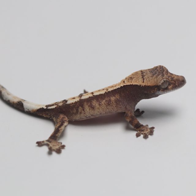세이블