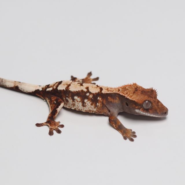 세이블