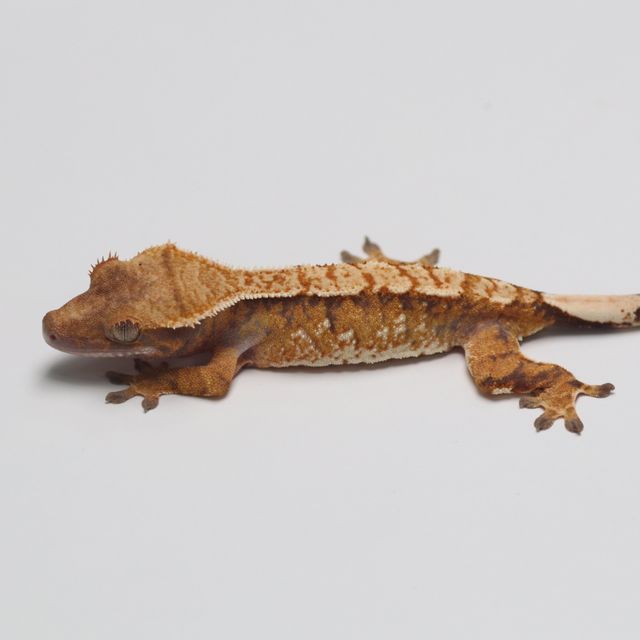 트라이 바브