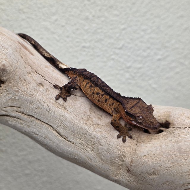 100% Het Axanthic Charcoal