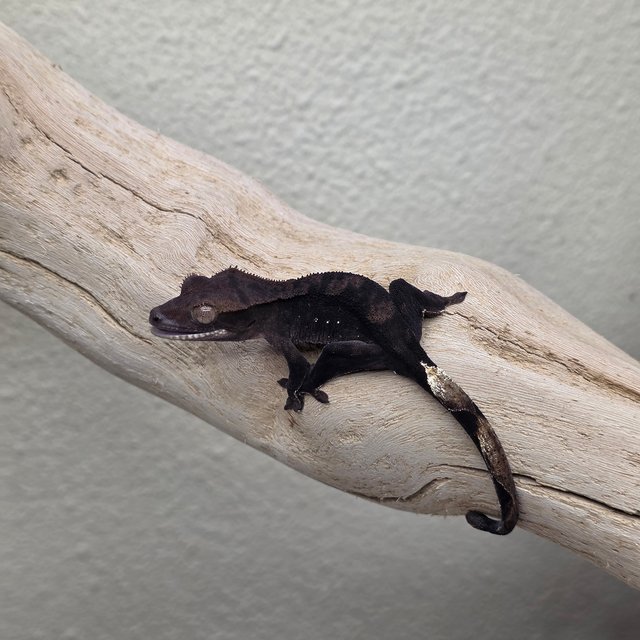 100% Het Axanthic Charcoal