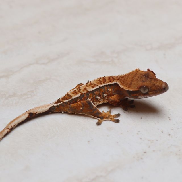 트라이