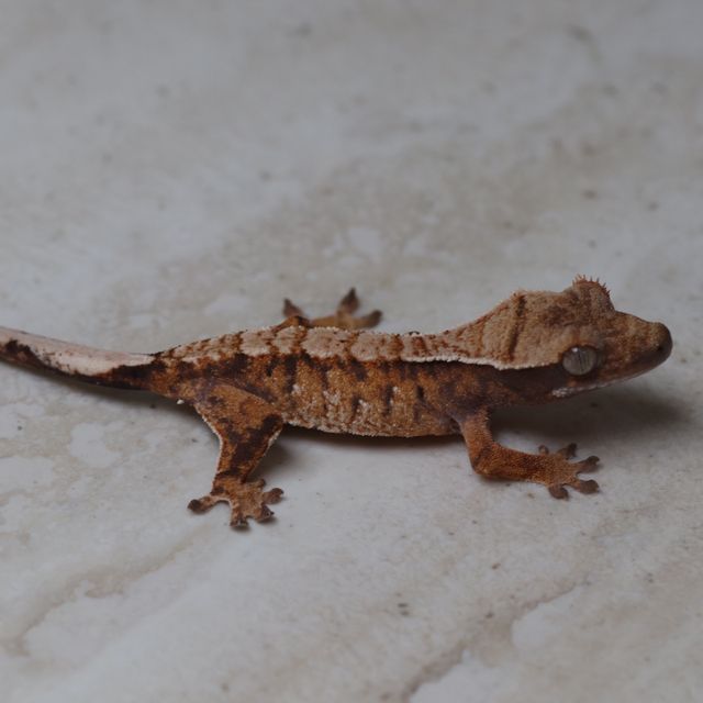 트라이
