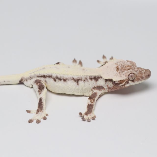 릴리 세이블