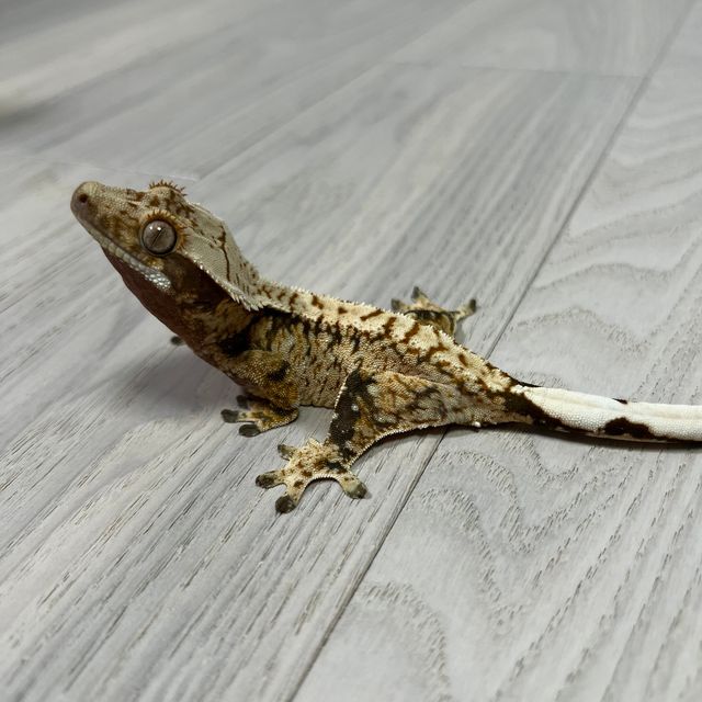 트라이