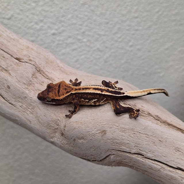 100% Het Axanthic Empty Back