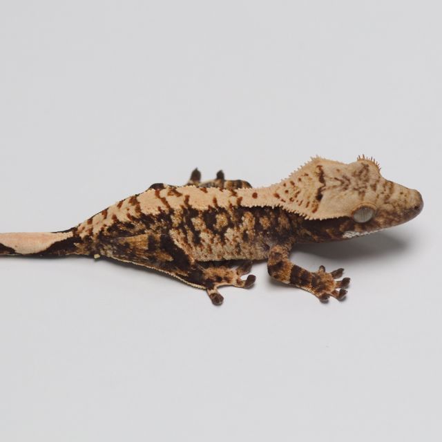 트라이