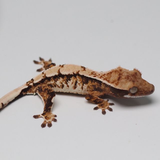 트라이