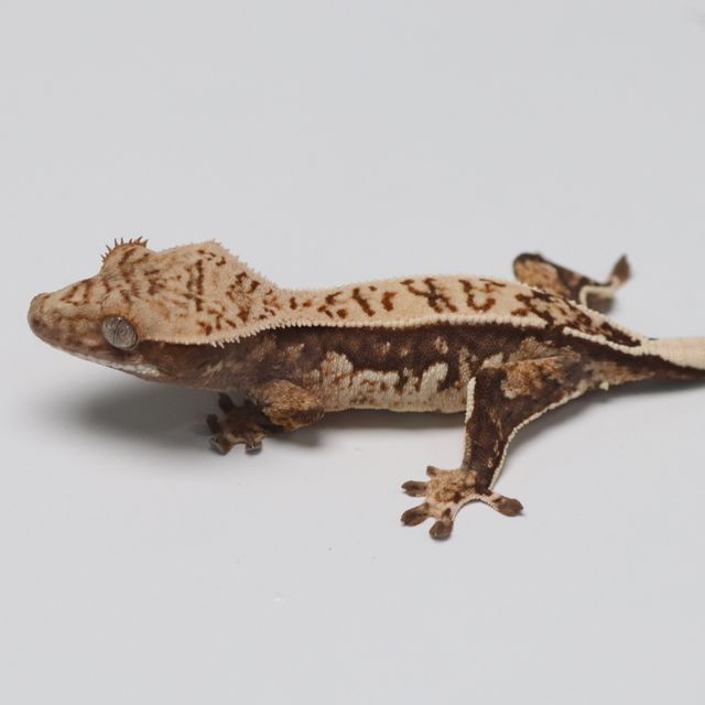 트라이