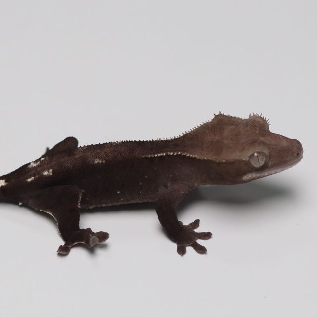 아잔틱