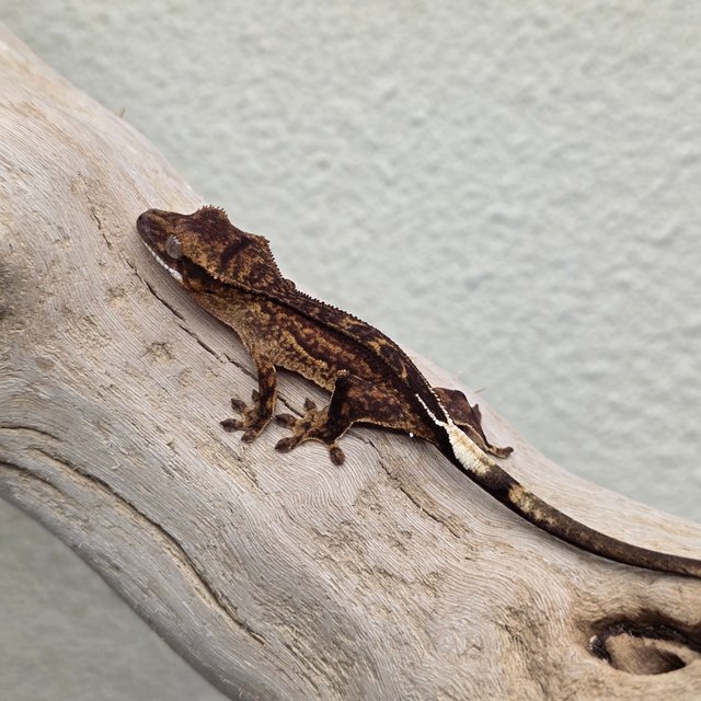 100% Het Axanthic Charcoal