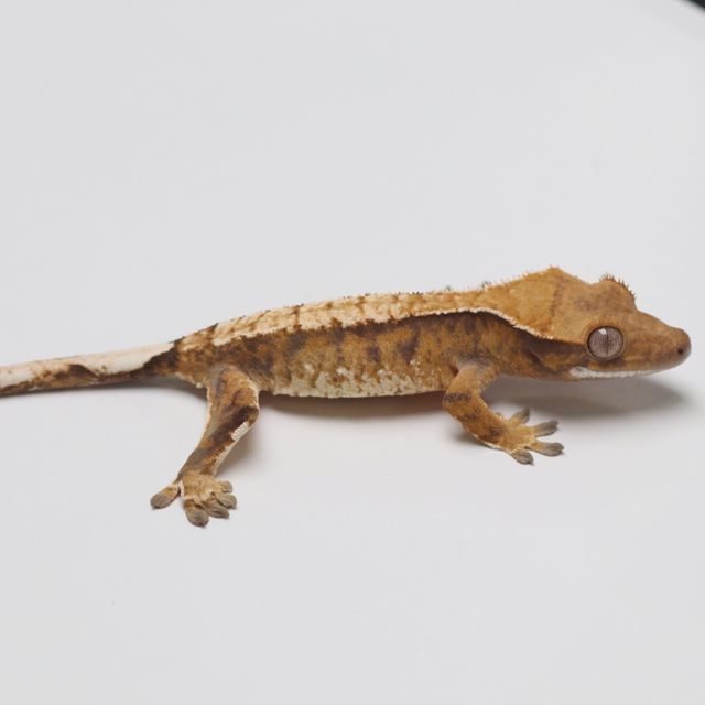 트라이
