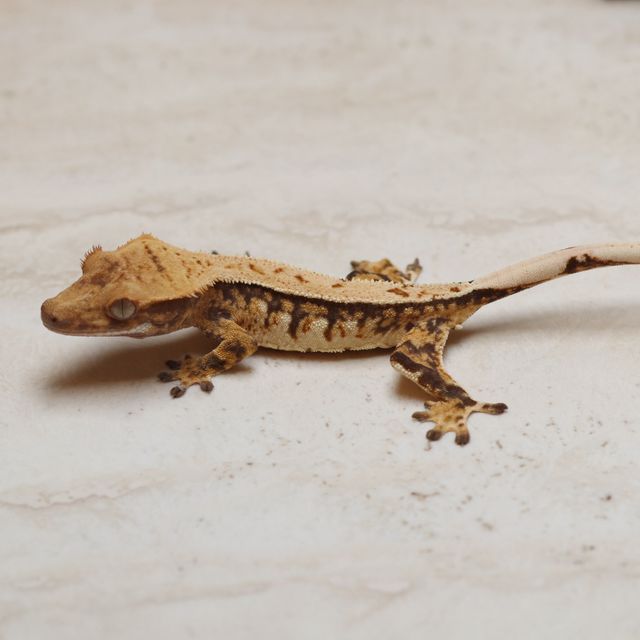 트라이