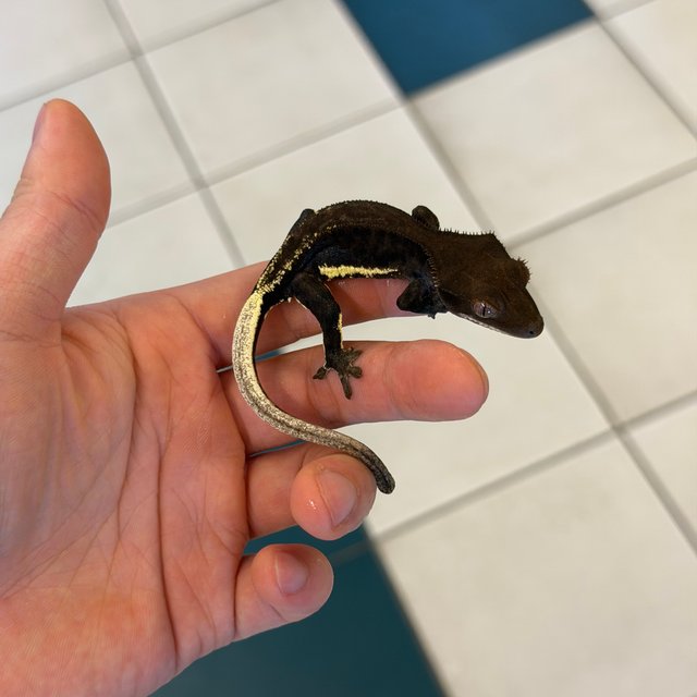 Charcoal Phantom Lilly White