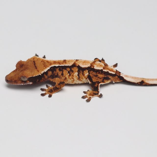 Tri