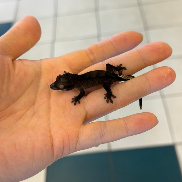 챠콜 팬텀 카푸치노