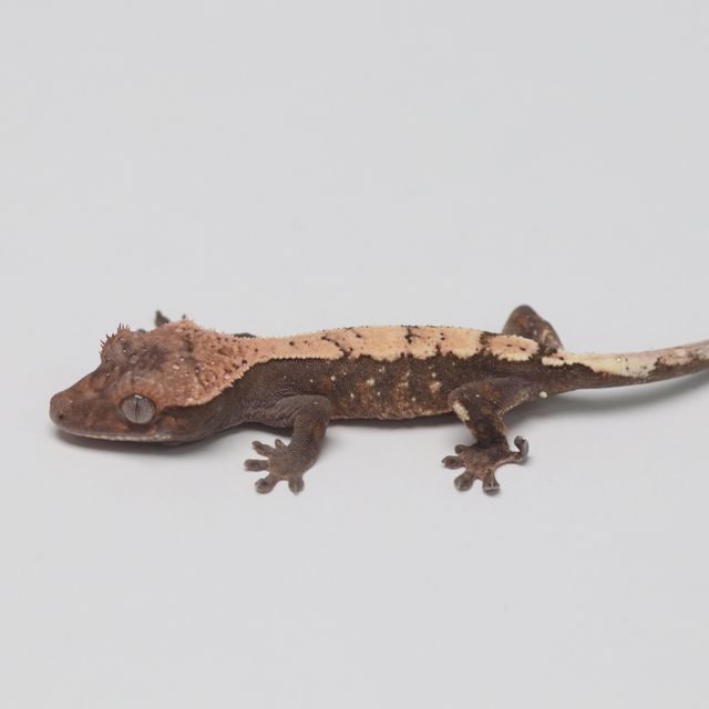 세이블
