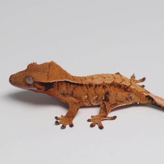 트라이