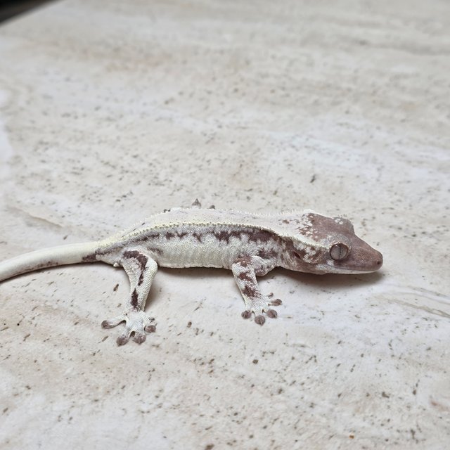 100% Het Axanthic LW Sable