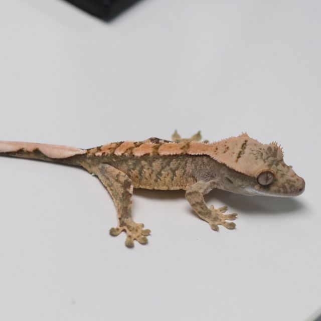 세이블