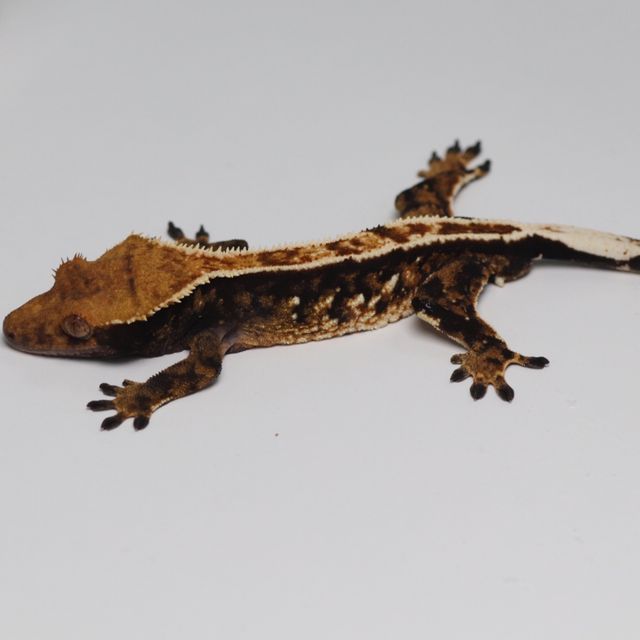 트라이 바브