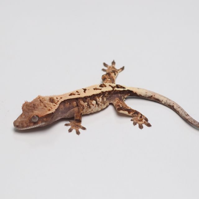 세이블
