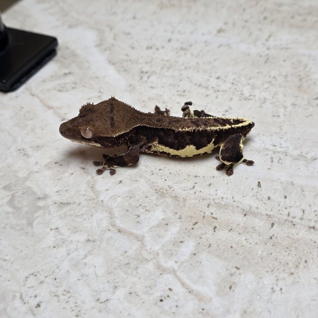 챠콜 팬텀 릴리화이트