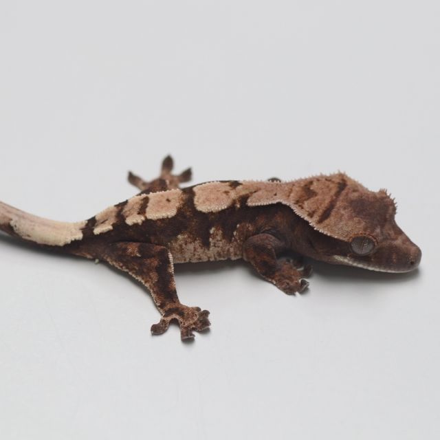 세이블
