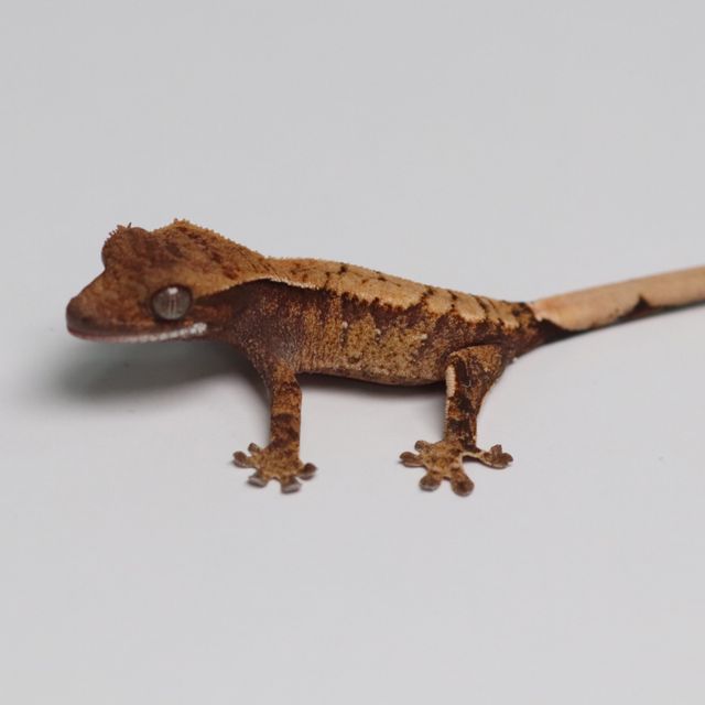 트라이