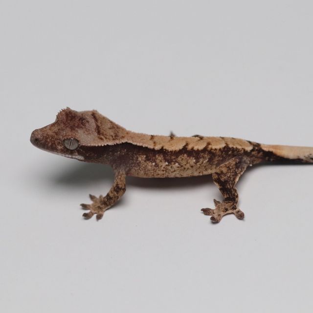 Tri