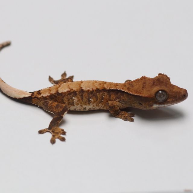 트라이