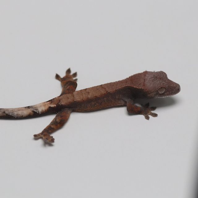 세이블