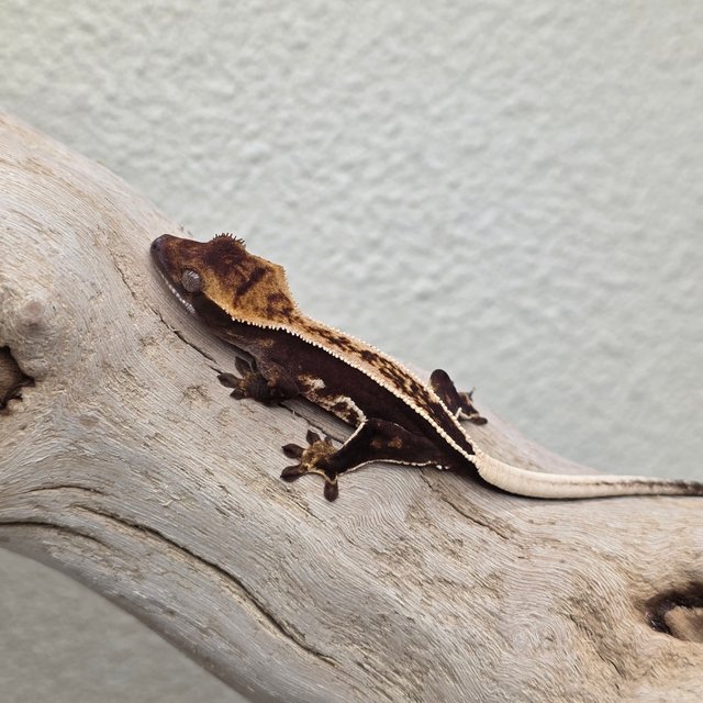 Empty Back 100% Het Axanthic