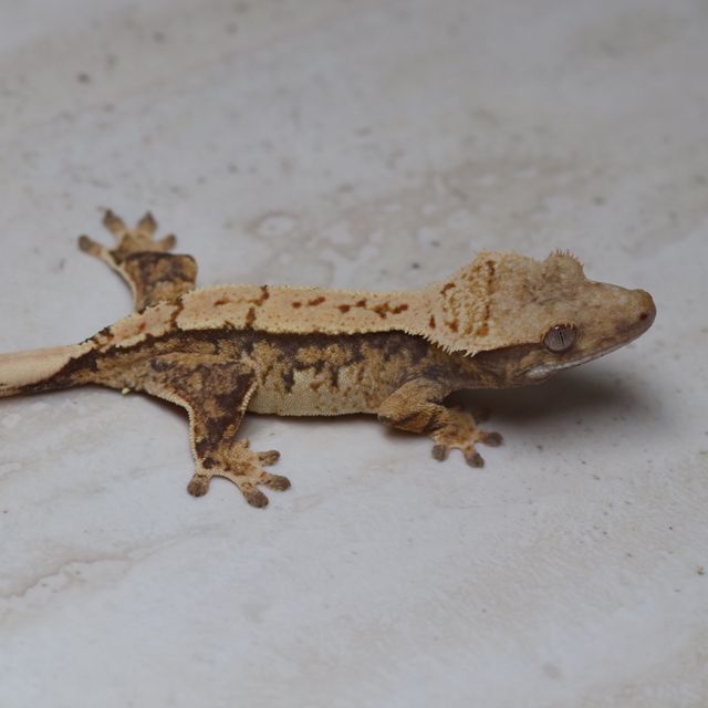 트라이