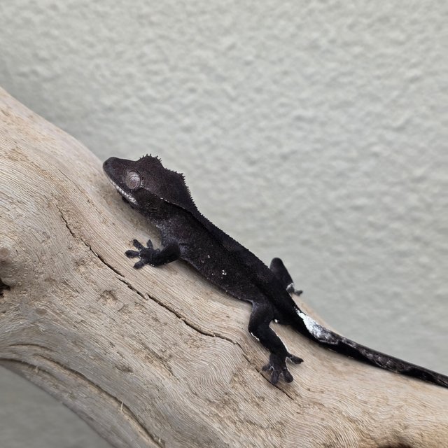 Charcoal Axanthic