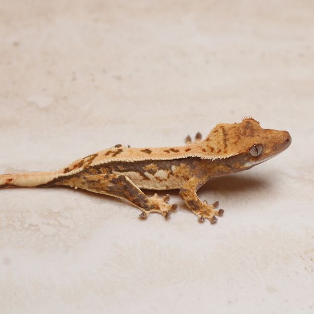 트라이