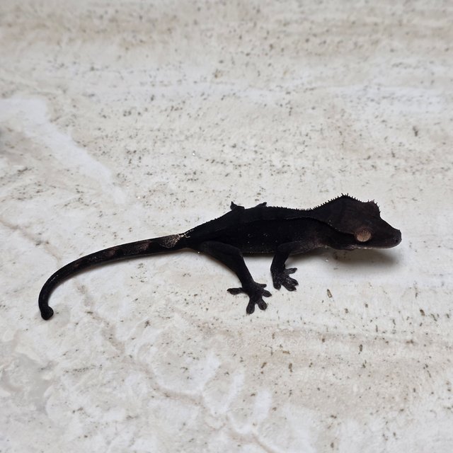 Charcoal Phantom Cappuccino