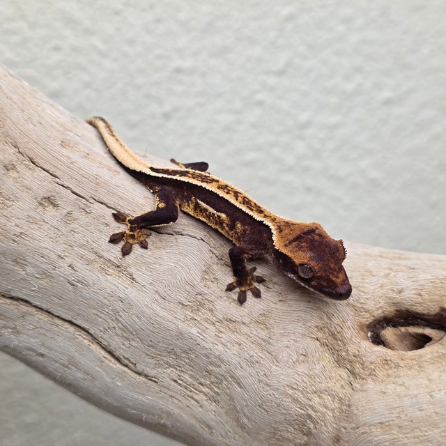 Empty Back 100% Het Axanthic