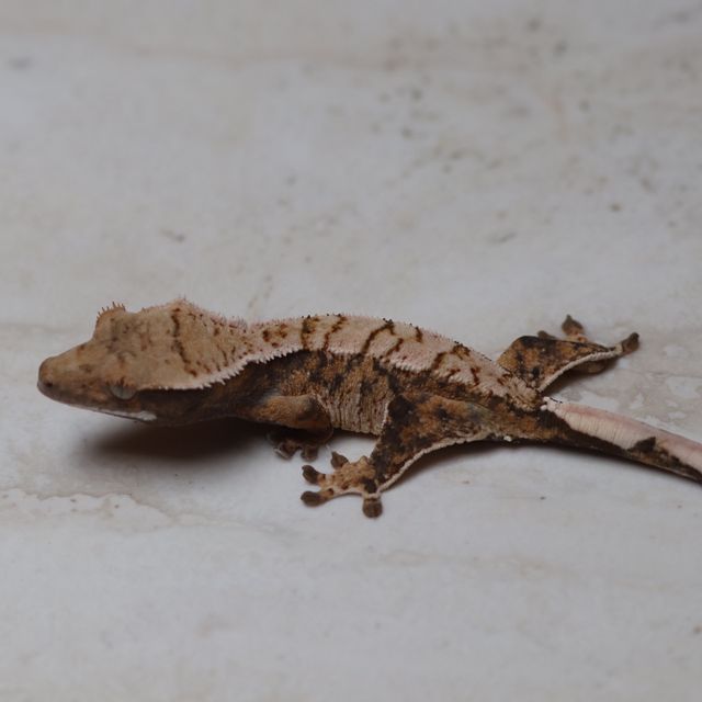 트라이