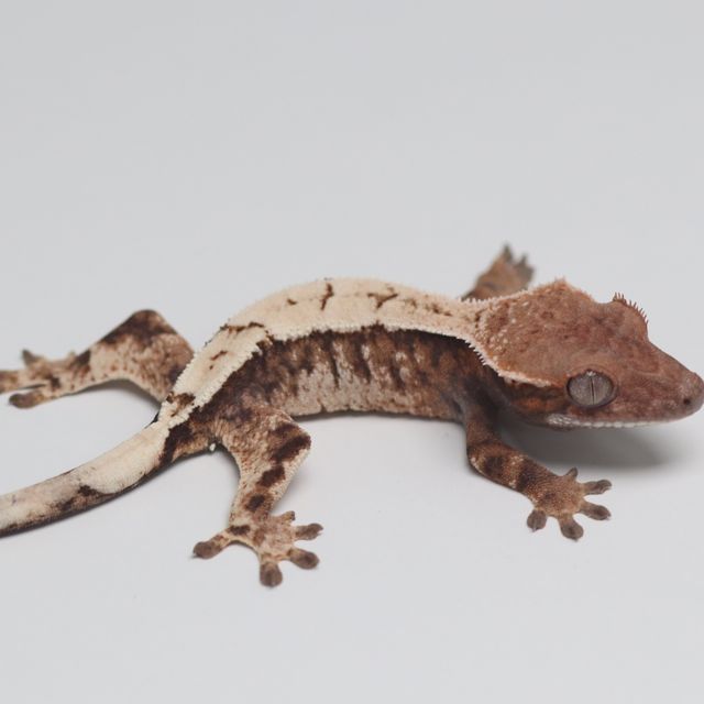 세이블