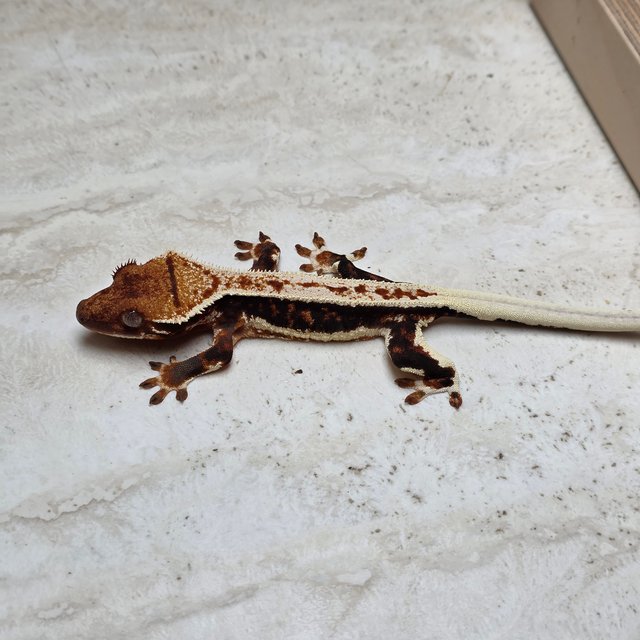 릴리100%헷아잔틱