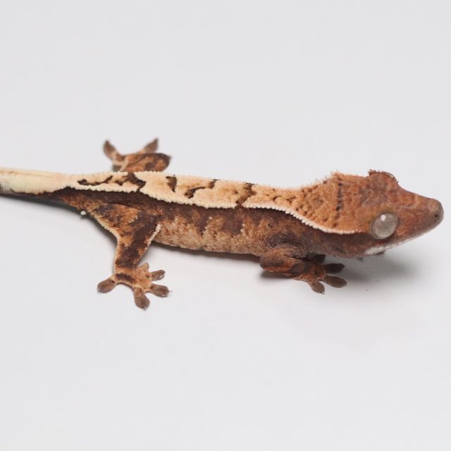 세이블