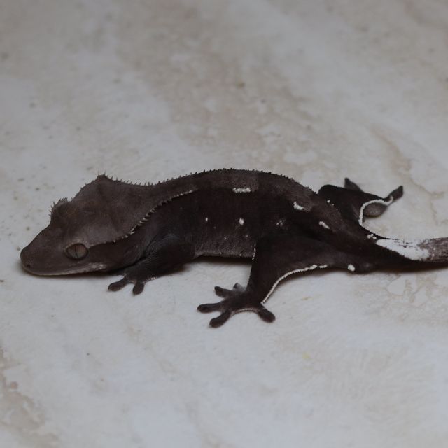 아잔틱