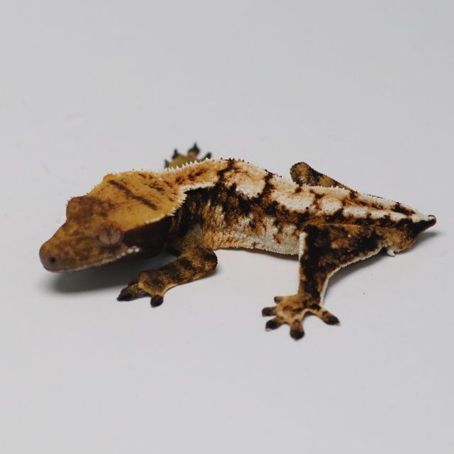 트라이