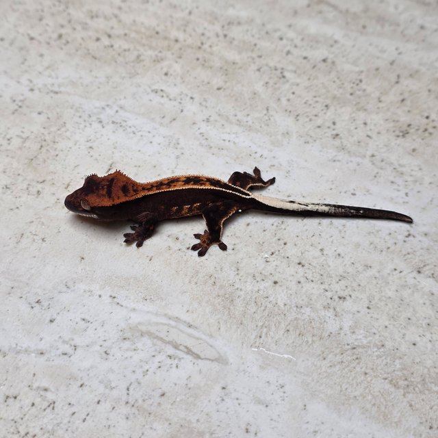 Empty Back 100% Het Axanthic