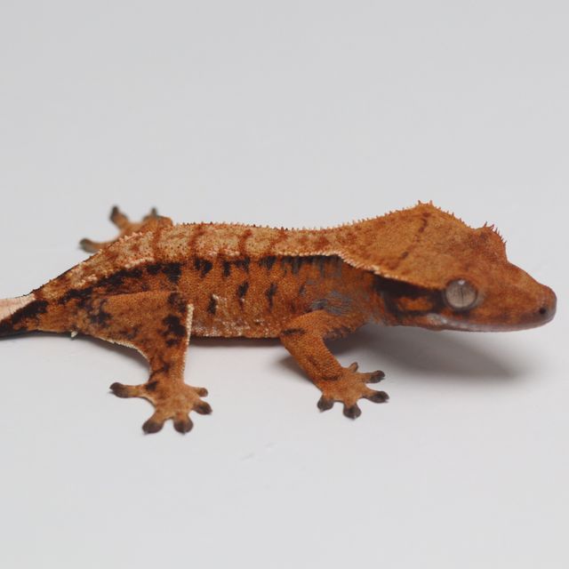 트라이